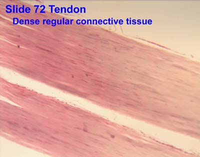 Connective Tissue